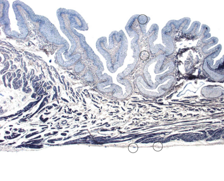 Auf dem Foto sieht man einen Gewebeausschnitt einer Niere, der in blauen Farben eingefärbt ist,