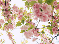 Blühender Baum (Bild öffnet vergrößert)