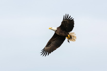 Zu sehen ist das Bild eines Adlers, der mit offenen Flügeln im Himmel schwebt.