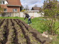 Foto: Am Samstag wurde der Acker für den Anbau der Kartoffeln vorbereitet. Das war ziemlich anstrengend. (Bild öffnet vergrößert)