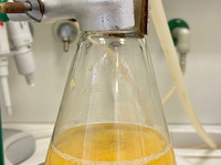 Foto: Beobachtung eines Versuches: Eine frische Kaki wurde in einem Erlenmeyerkolben in Lösung gebracht und angesäuert. Dadurch ändert sich der pH-Wert der Lösung und nach einer Weile auch die Farbe. 