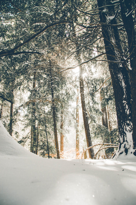 Auf dem Foto sieht man einen Tannenwald, der mit Schnee bedeckt ist.