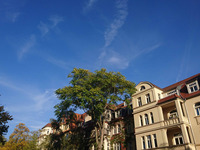 Foto: MLU/ Annemarie Reichenbach (Bild öffnet vergrößert)
