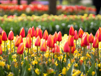 Tulpen (Bild öffnet vergrößert)