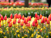 Tulpen