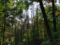 Zu sehen ist ein Waldweg in der Dölauer Heide in Halle. (Bild öffnet vergrößert)