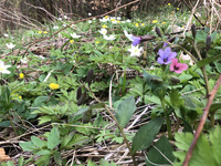 Auf dem Foto sieht man blühende Natur.