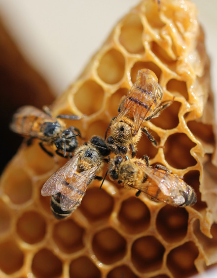 Auf dem Foto sieht man vier Bienen an einer Honigwabe sitzen.