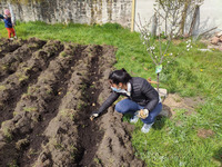 Foto: Nachdem der Acker vorbereitet war, konnten die Kartoffeln gesetzt werden. Wir hoffen auf eine gute Ernte im Herbst!