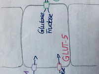 Auf dem Foto sieht man eine schematische Zeichnung von einer Darmzelle mit den Transportern GLUT-2, GLUT-5 und SGLT-1. (Bild öffnet vergrößert)