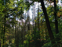 Zu sehen ist ein Waldweg in der Dölauer Heide in Halle.