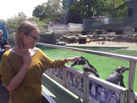 Foto: Wiebke beim striecheln von Pinguinen im Bergzoo Halle (Bild öffnet vergrößert)