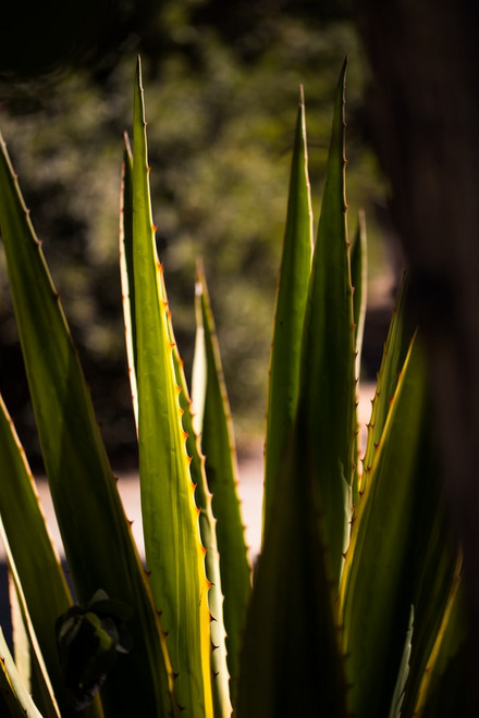 Aloe vera Blätter im Sonnenlicht 