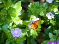 Schmetterling (Bild öffnet vergrößert)