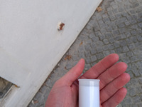 Zu sehen ist ein "Cache": eine Filmdose, in welcher das Logbuch steckt, in welches sich erfolgreiche Geocacher*innen eintragen. (Bild öffnet vergrößert)