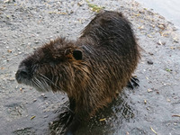 Foto: Nutria (Bild öffnet vergrößert)