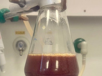 Foto: Beobachtung eines Versuches: Eine frische Kaki wurde in einem Erlenmeyerkolben in Lösung gebracht und angesäuert. Dadurch ändert sich der pH-Wert der Lösung und nach einer Weile auch die Farbe. 